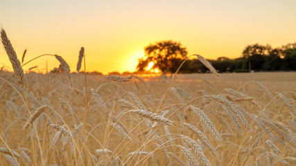 Wall Mural - ears in a wheat field during the sunset