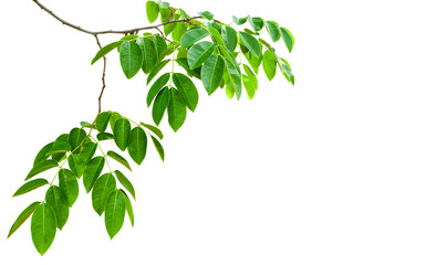 Aufkleber - isolated leave and branch on white background