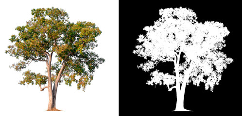 Wall Mural - isolated tree on white background with clipping path