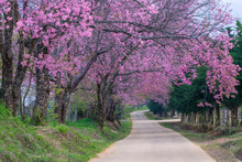 Beautiful Natural Scenery On Spring Of Cherry Blossom Or Prunus Cerasoides Pink Flowers Of Sakura Or Wild Himalayan Cherry In Khun Wang Royal Project Foundation Chiang Mai, Thailand