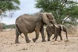 Fototapeta Sawanna - Elefant Mutter Kind Elefantenkuh Elefantenkalb