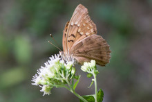 Butterfly 2019-168 / Hackberry Emperor Butterfly (Asterocampa Celtis)