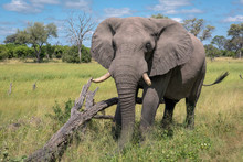 A Large Male Elephant Eating Grass In A Clearing. Image Taken In The Okavango Delta, Botswana.	