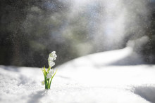 The First Spring Flower. Snowdrop In The Forest. Spring Sunny Day In The Forest.
