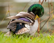 © Karyn - Male mallard duck preening at the edge of a pond