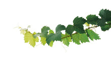 Grape Leaves Vine Plant Branch With Tendrils Isolated On White Background, Clipping Path Included.