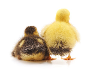 Poster - Two of small ducklings.