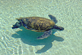 Fototapeta Do akwarium - Sea Turtle