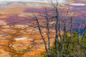 Wall Mural - Amazing view of the mammoth hot springs, Yellowstone