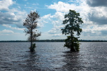 Solitary Trees In The Lake At The Great Dismal Swamp In Virginia