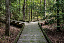 Concept Of Decision Or Choice Using A Wooden Boardwalk In Dense Forest In Great Dismal Swamp