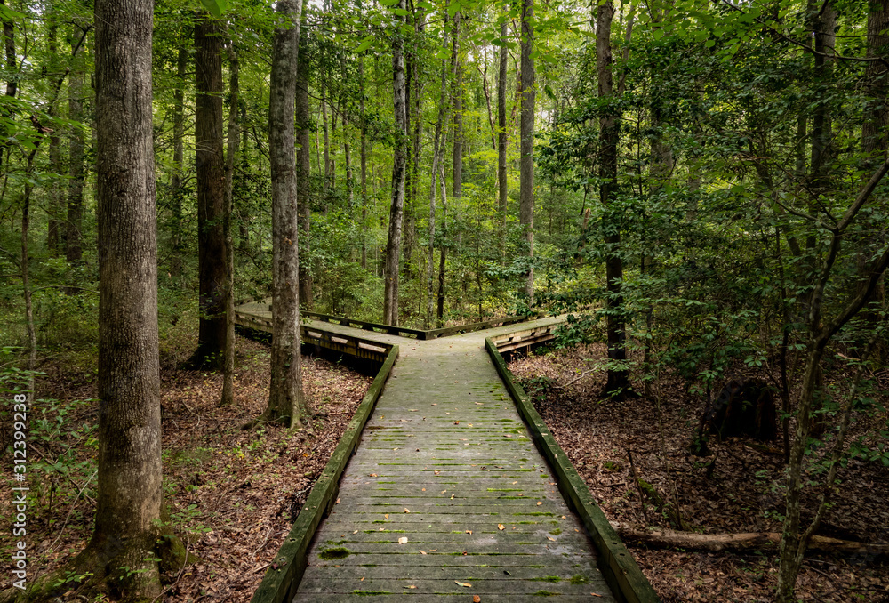 Concept of decision or choice using a wooden boardwalk in dense forest in Great Dismal Swamp - obrazy, fototapety, plakaty 