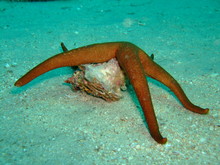Large Orange Starfish Feeding On A Mollusc, Borneo