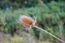 Dried Brown Thistle Seed Head