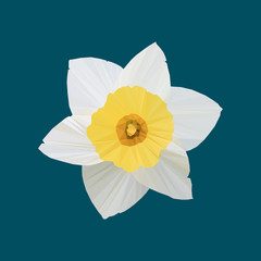 Polygonal daffodil (Narcissus), polygonal flower, isolated vector illustration