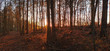 Bäume im Wald im Herbst im Gegenlicht bei Sonnenuntergang