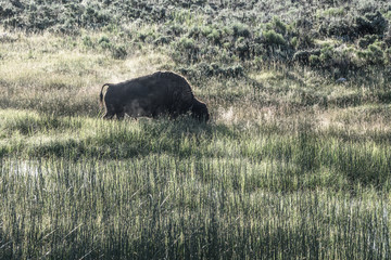 Canvas Print - Bison Grazes in field of golden light