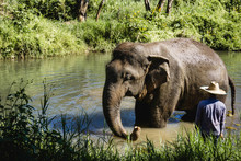 Elephant Rescue Center. Chiang Mai One Day Tour. Thailand Jungle Wildlife Background. Wild Animal Taking Bath In Natural Enviroment. Sunny Day Exotic Landscape.