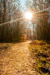 Walking in the forest in autumn