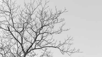 Bare tree branches on light gray background