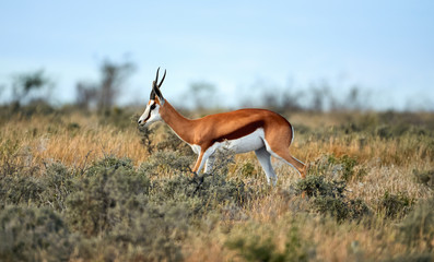 Poster - Adult male springbok walking in the savannah.