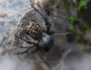 Eresidae spider Stegodyphus araña in Málaga