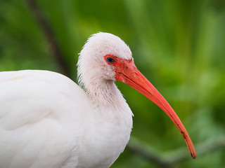 Wall Mural - Florida White Ibis Bird Close-up