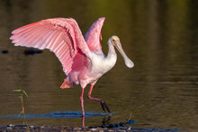 Roseate Spoonbill With Open Wings Walking Along The Shore