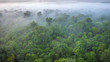 A soft focus, aerial view of a forest on a misty morning, shot from a hot air balloon in the Masai Mara of Kenya.