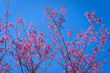 © pomphotothailand - Beautiful natural scenery of Cherry blossom or Prunus Cerasoides pink flowers or Wild Himalayan Cherry, Thai Sakura on the high mountains hill at Chiang Mai, Thailand