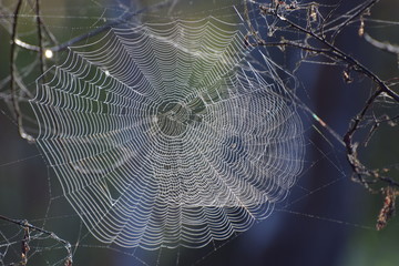Wall Mural - Webbed