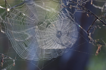 Wall Mural - Webbed