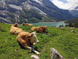 Cows laying on grass at Oeschinen Lake in the Bernese Oberland, Switzerland, near  Kandersteg