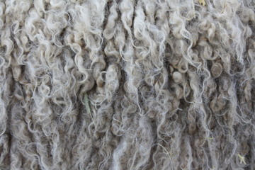 Natural insulation: sheep skin - wool texture