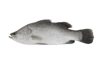 Barramundi isolated on white background