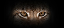 Lynx Portrait On A Black Background
