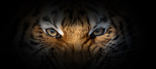Tiger Portrait On A Black Background