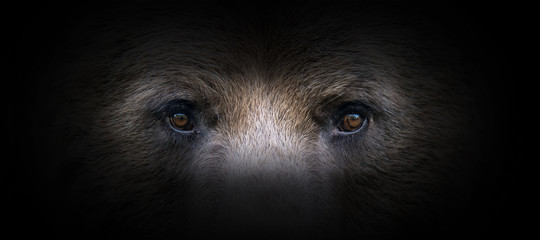bear portrait on a black background