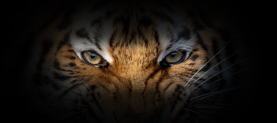 tiger portrait on a black background