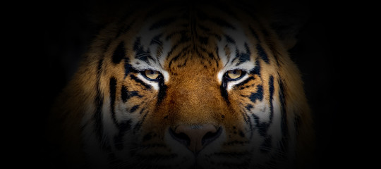 Poster - Tiger portrait on a black background