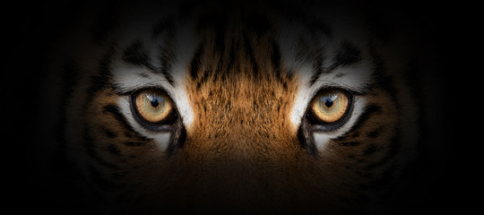 Wall Mural - Tiger portrait on a black background
