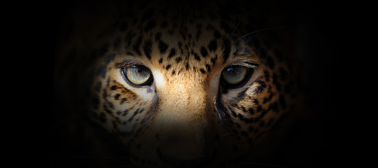 Wall Mural - Leopard portrait on a black background