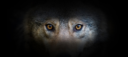 Wall Mural - Wolf portrait on a black background