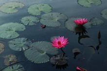 Beautiful Pink Lotus Flower On The Lake With The Reflection Of Sky 