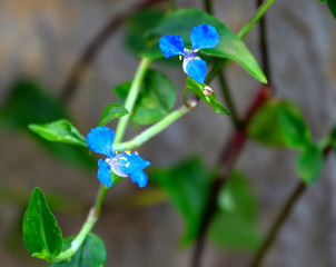 macro of two colourful blue flowers