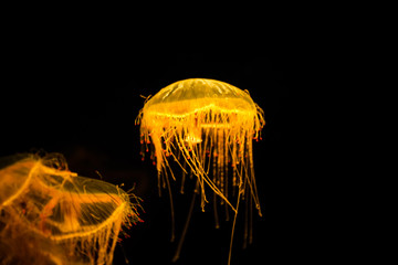 Wall Mural - Beautiful Orange jellyfish or Pacific sea nettle or Chrysaora fuscescens motion dancing in the darkness of the sea background.