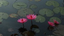  Beautiful Pink Lotus Flower On The Lake With The Reflection Of Sky 