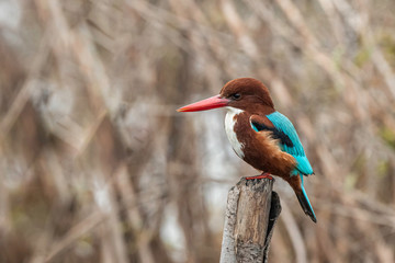 Wall Mural - kingfisher on a branch