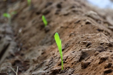 Young corn Plant Growing In Sunlight