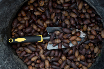 acorns and cultivation tool, background basket acorns